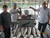(08/28/2015) - Nice Striped Bass